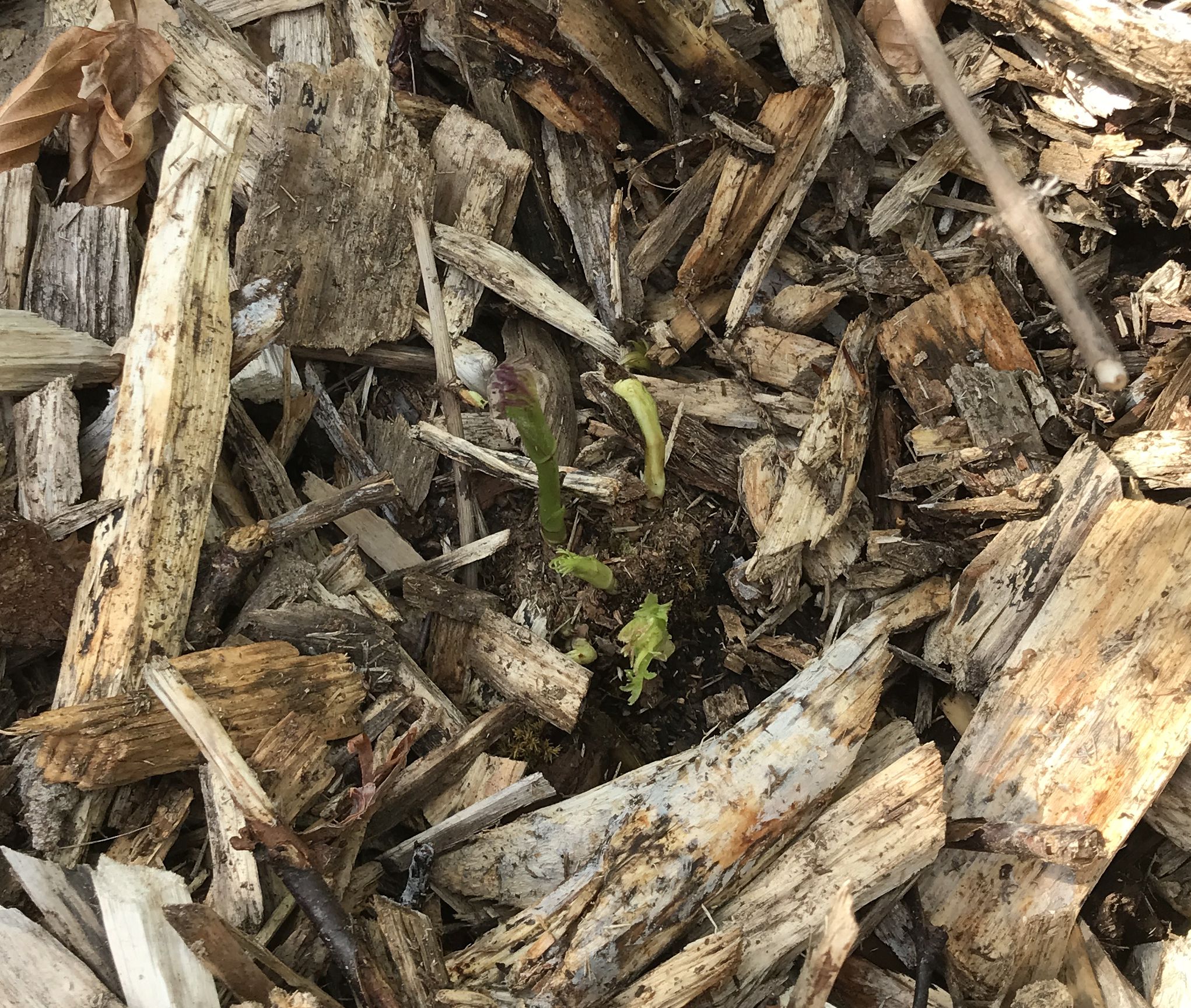 Meet The Goat Willow: A Resilient And Versatile Plant For Landscapes