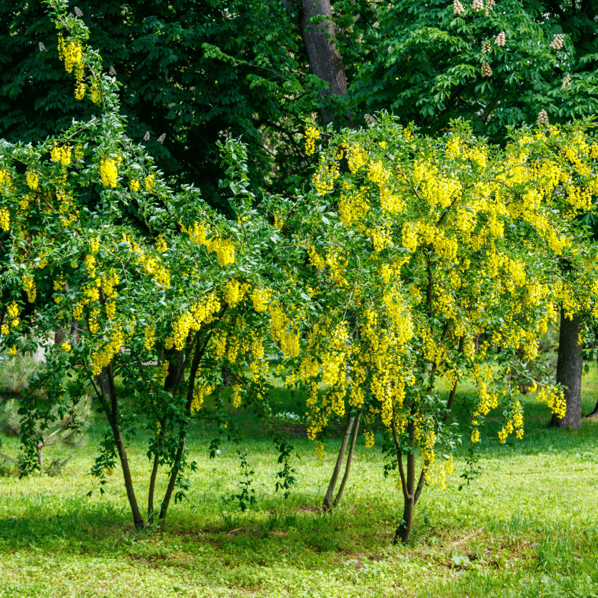 Golden Chain Tree (Laburnum anagyroides) - Live Potted Tree or Bare Root  seedling