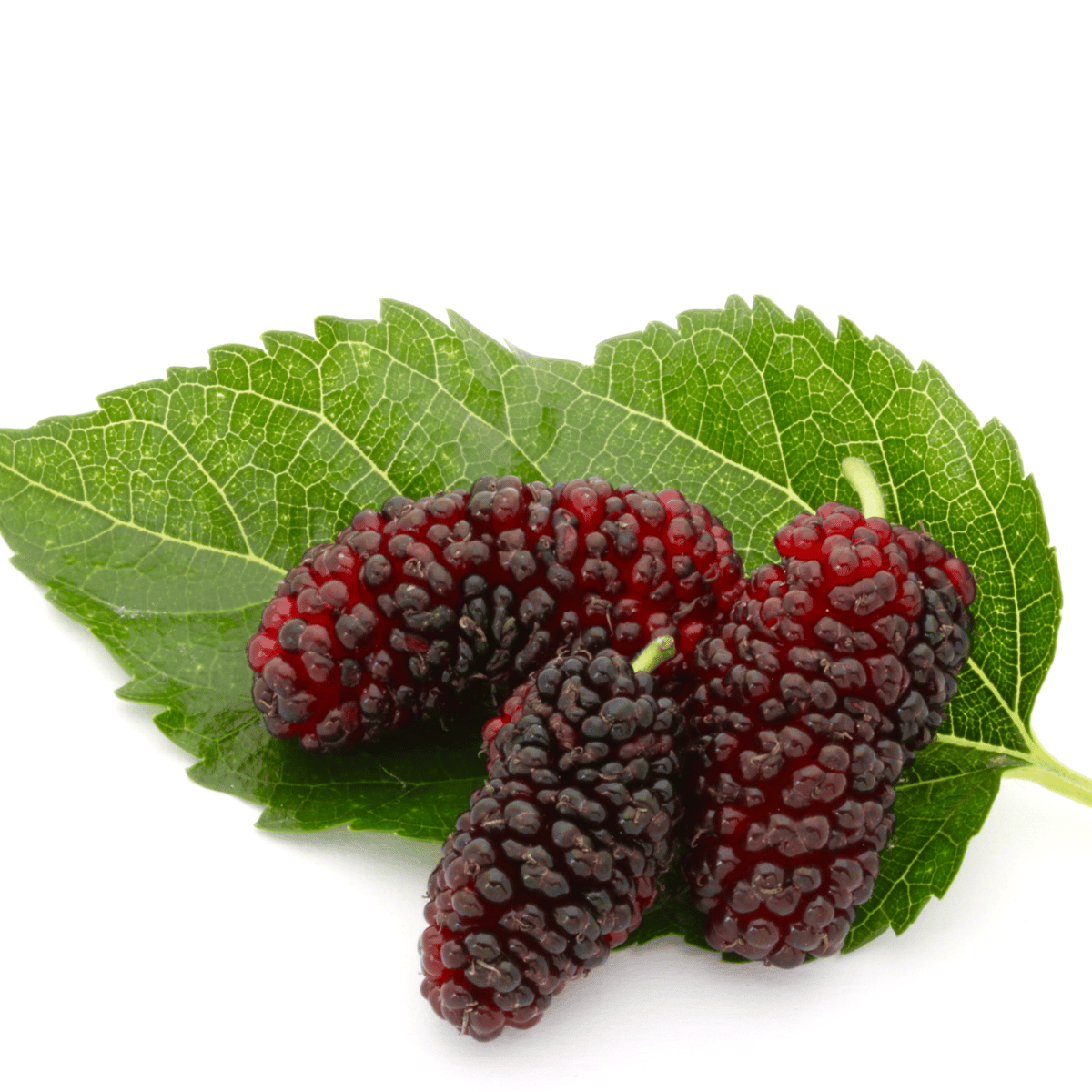 How to Plant and Grow a Mulberry Tree - Harvest to Table